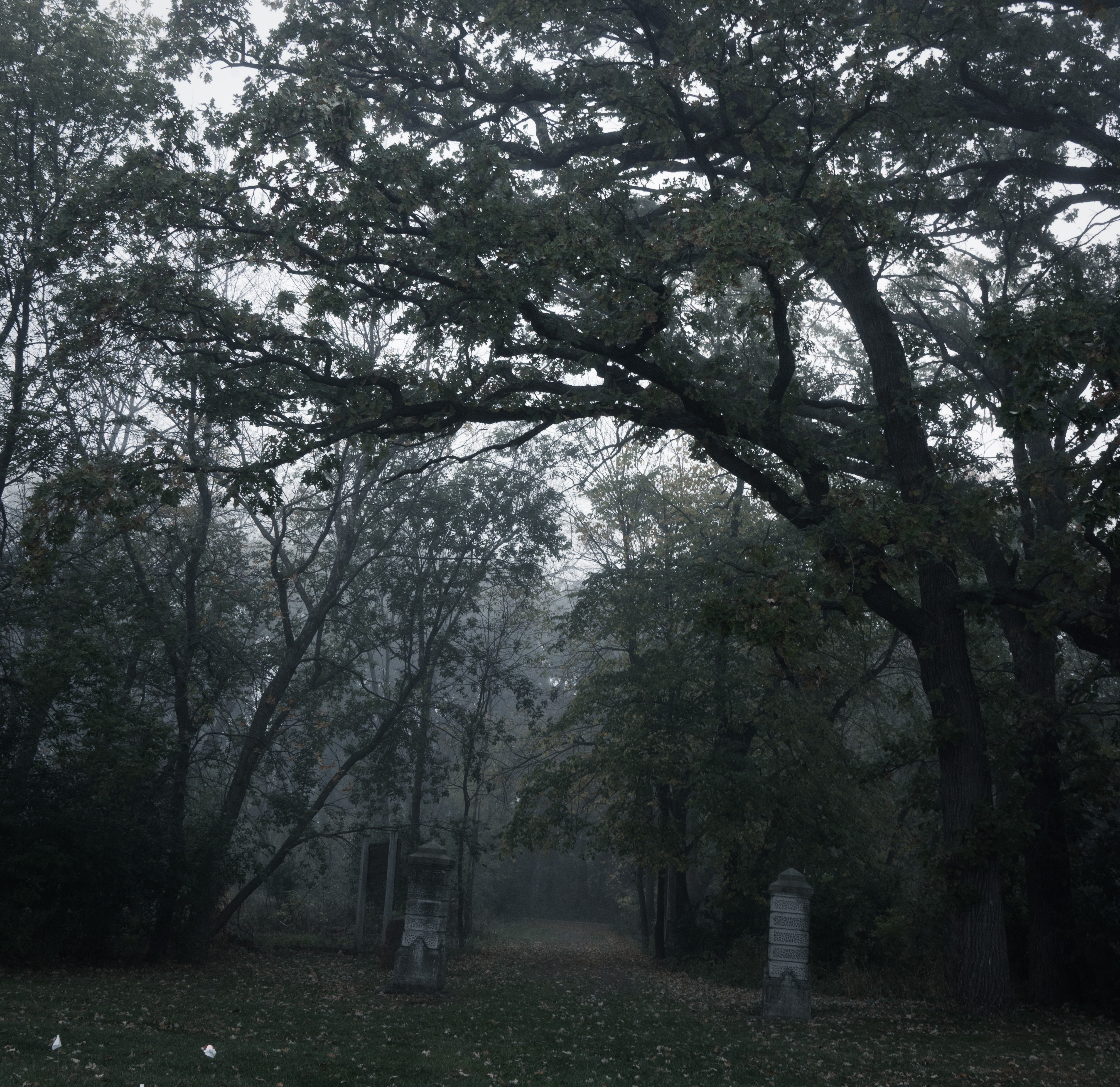 Morning Creepies photo 9