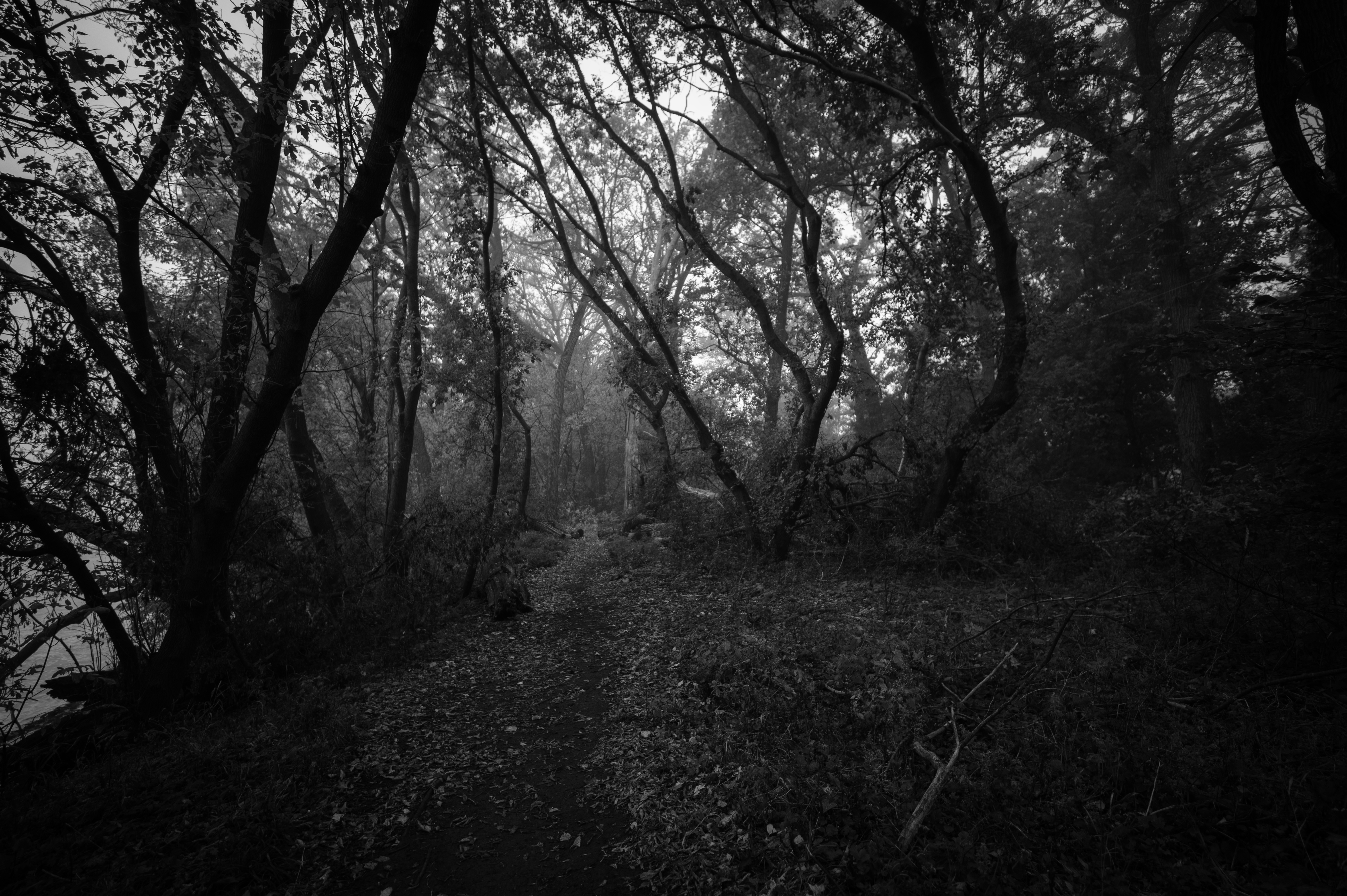 Morning Creepies photo 8